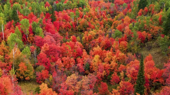 Flying over a forest with the trees turning their fall colors