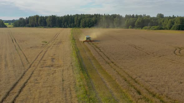 Aerial View of Combine Harvesting Rape