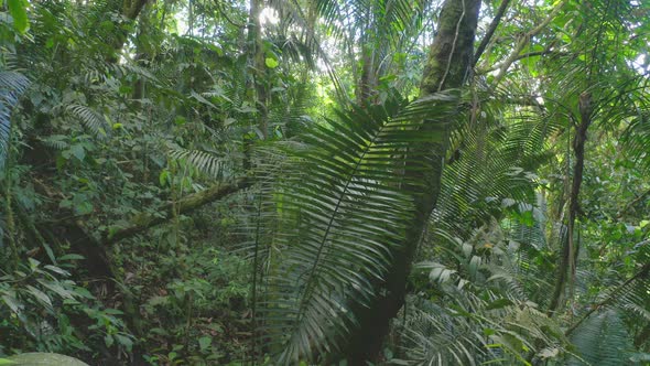 Moving through a dense tropical forest with large fern leaves