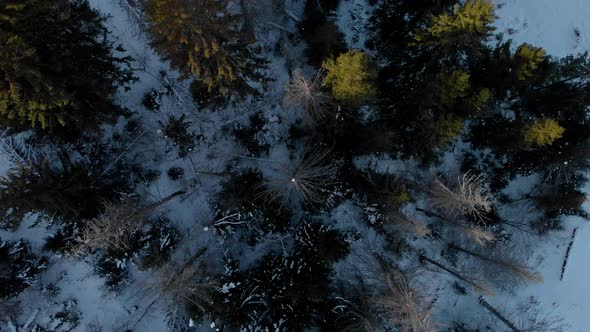 Snow-covered Forest With Dying Trees