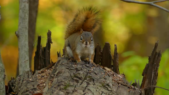 Adorable Squirrel Sitting On A Tree Wood In The Forest - Sciuridae In Eastern Canada During Autumn -