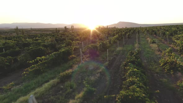 Aerial Nature Landscape Beautiful Hills Mountains Fields and Vineyards of Koktebel CRIMEA AUGUST