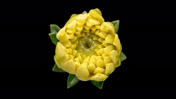 Time Lapse of Blooming Yellow Dahlia