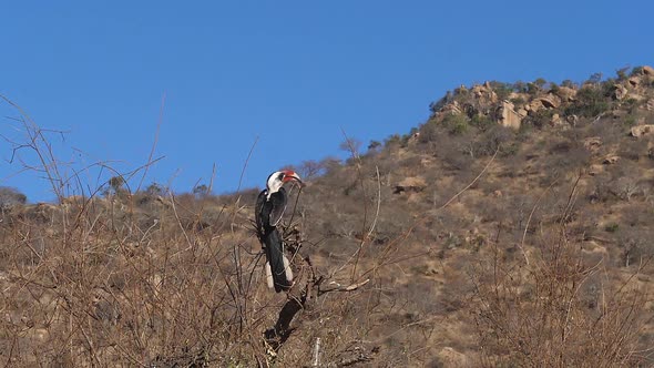 Von Der Decken's Hornbill, tockus deckeni, Adult standing on Branch, in flight, taking off