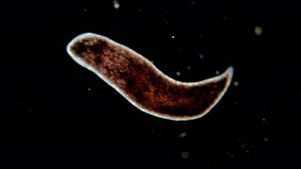 Marine Ciliary Worm Under a Microscope; Most Worms Are Found in the Seas and Fresh Waters