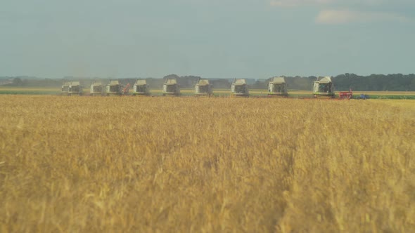 Combines in a wheat field