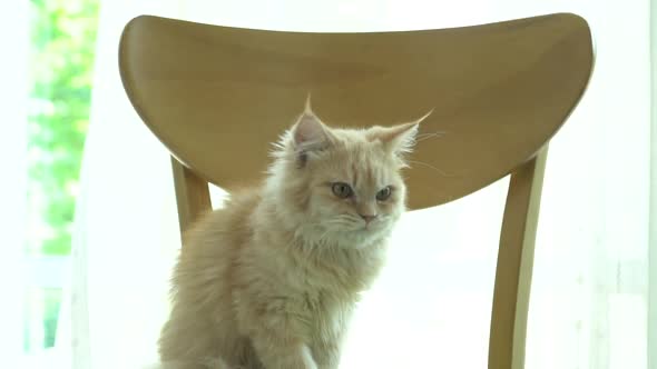Cute Persian Cat Playing Toy On A Chair 