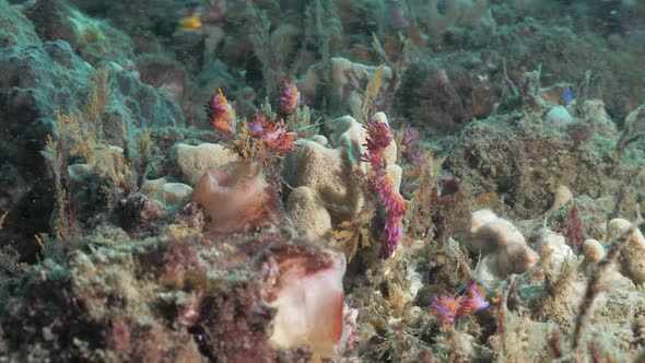 Multiple vibrant pink and purple sea creatures called Nudibranchs on a coral reef. Underwater view