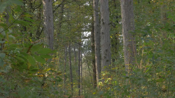 Kraljevica parc forest near Serbian city of Zajecar beautiful nature colorful outddoor 4K 3840X2160 