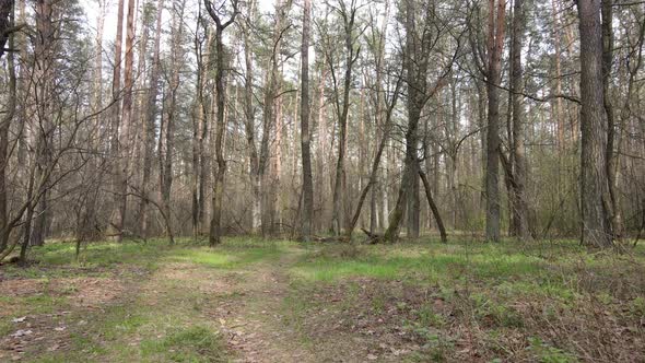 Road in the Forest During the Day Slow Motion