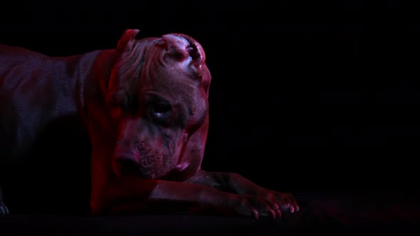 Tired American Pit Bull Terrier Lies in the Studio on a Black Background in Red Neon Light
