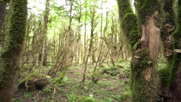 Mossy Tree Bark