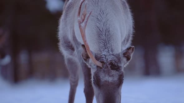 One horned reindeer searching for food, near a snow capped forest, in Lapland, Finland