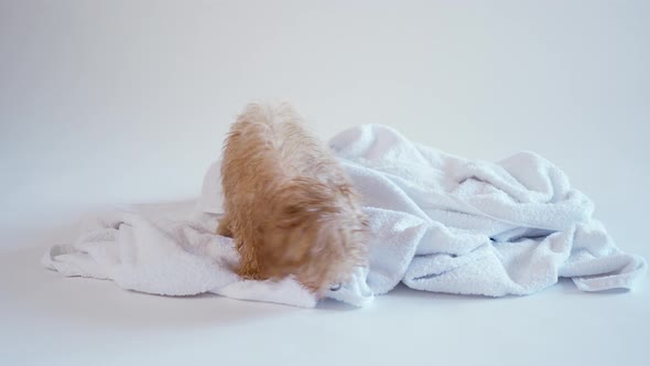Puppy Playing on a Towel After Bathing on a White Background
