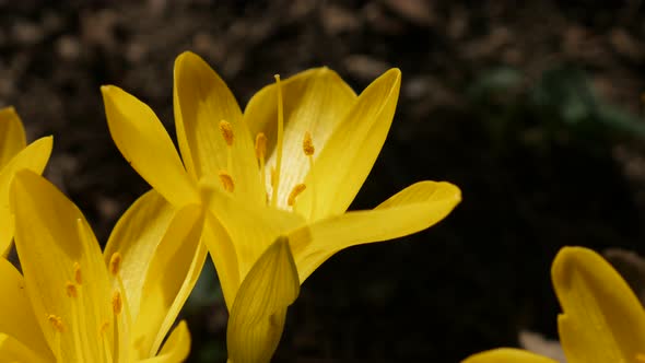 Detailed plant   lily-of-the-field close-up  3840X2160 UltraHD footage - Yellow crocus flower stigma