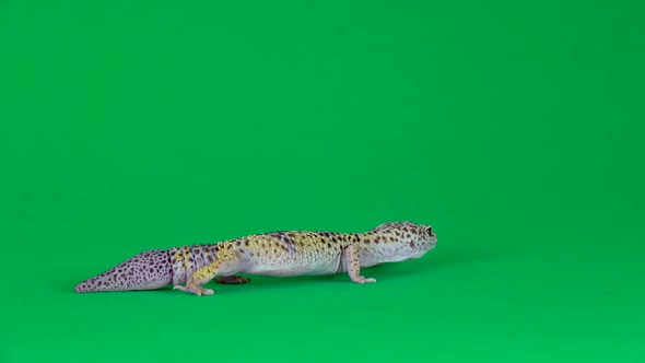 Yellow and Brown Spotted Leopard Gecko Eublefar Isolated at Green Screen. Close Up.