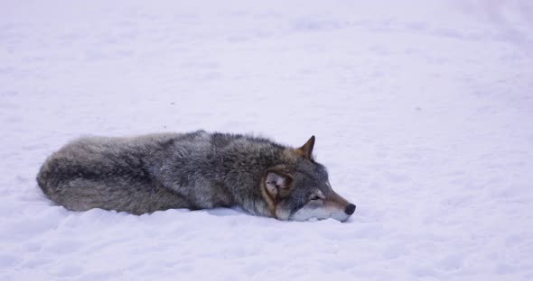 Beautiful Male Wolf in Sleeping in Winter Forest