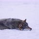 Beautiful Male Wolf in Sleeping in Winter Forest - VideoHive Item for Sale
