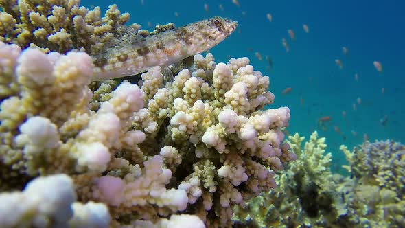 Lizardfish and Colorful Coral