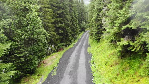 Narrow, worn out road across a pine forest. Aerial view, drone shot.