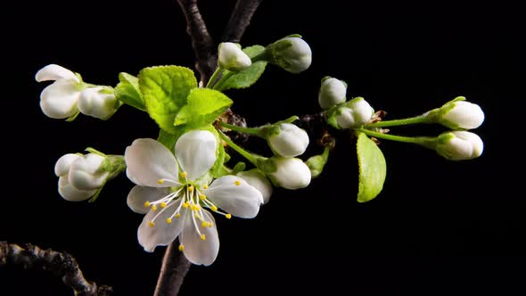 Flowering Branches on a Black Background