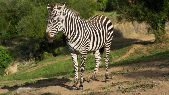 Zebra in the Safari