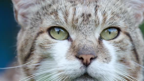 Close Up of a Domestic Cat with Beautiful Sad Eyes