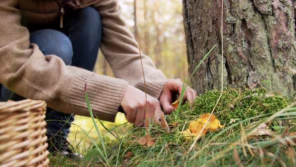 Young Woman Picking Mushrooms in Autumn Forest