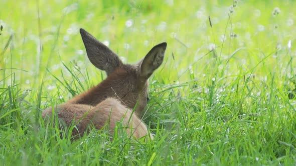 Fallow Deer Is Lying in Grass and Chewing Something. Dama Dama, Ruminant Mammal,