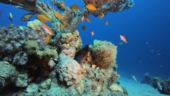 Tropical Scene Undulated Moray