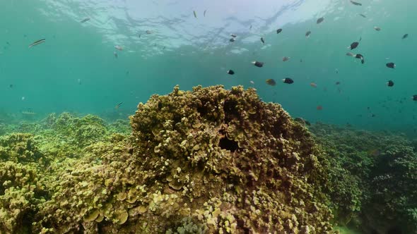 Coral Reef Tropical Fish