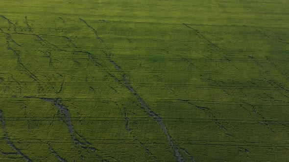 Aerial View of Cinematic Endless Green Grain Field Drone View with Large Cracks