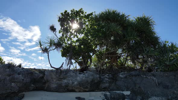 Thickets on the Coast of the Island of Zanzibar Tanzania Slow Motion