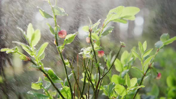 Plants in the rain, slow motion