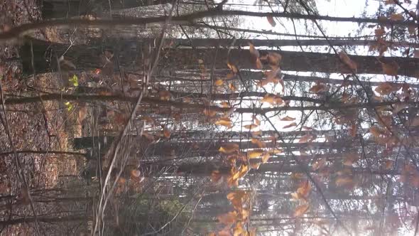 Vertical Video of the Forest on an Autumn Day Slow Motion