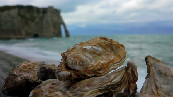 Fresh Oysters on the Atlantic Coast