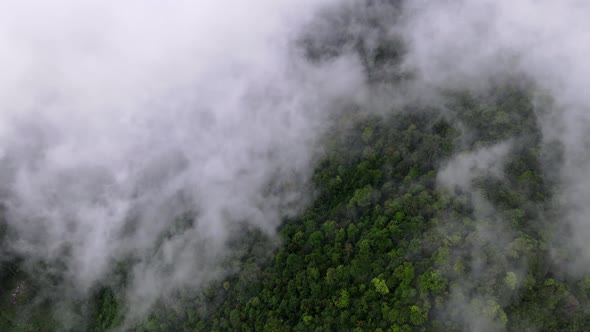 Aerial view tropical rainforest in morning moving cloud