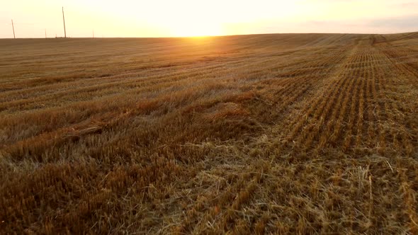 Aerial Drone View Flight Over Stalks of Mown Wheat in Wheat Field After Harvest