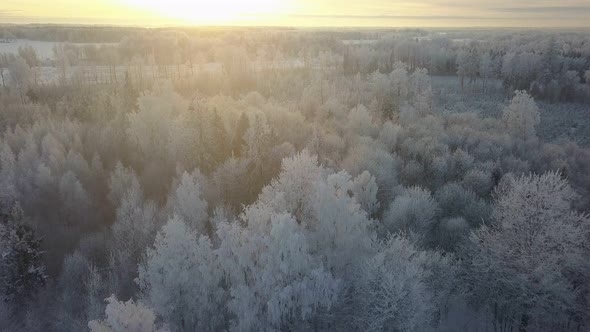 White Frost Covered Trees