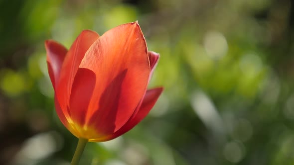 Close-up flower bulb of Tulipa gesneriana slow-mo  1920X1080 HD footage - Slow motion  red  tulip li