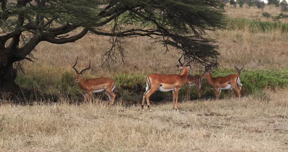 Impala, aepyceros melampus, Group of Males walking in Savannah, Nairobi Park in Kenya, Real Time 4K