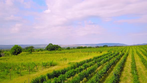 Drone view over large wine farm in Georgia