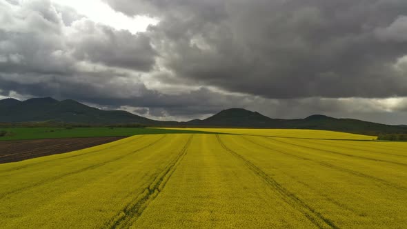 Rapeseed Plantations Under Cloudy Sky