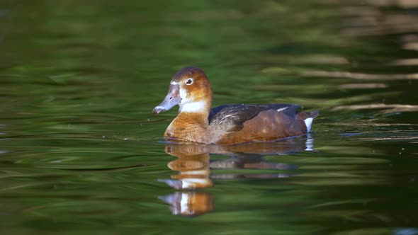 Female rosybill swimming on the rippling water surface. Waterfowl also known as rosy-billed pochard