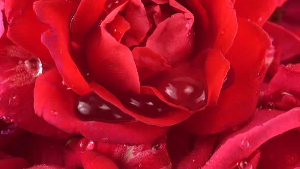 Falling drops of water on the buds of red roses.