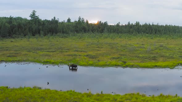 Lone moose drinks from  rivers edge at sunset. Ascending aerial