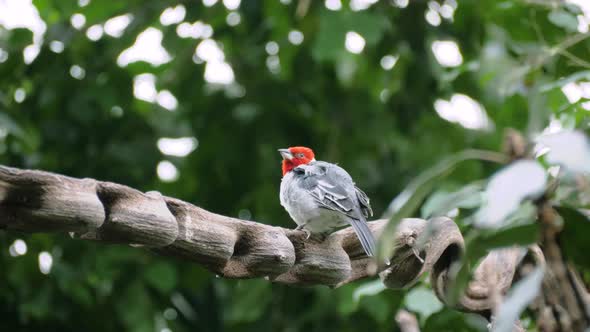 Close up shot of red-cowled cardinal (Paroaria dominicana) sitting on curvy branch
