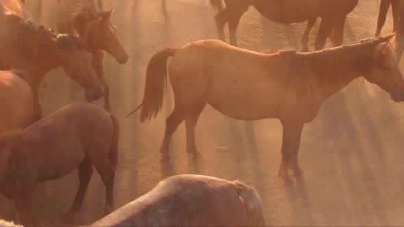 Baby Horses