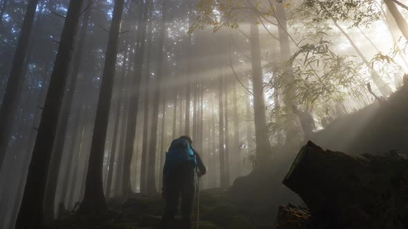 Tilt down, sunlight flitering through foggy forest as hiker walks, Japan