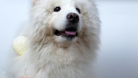 A cute funny dog ​​posing in the camera, Samoyed dog. White Samoyed dog